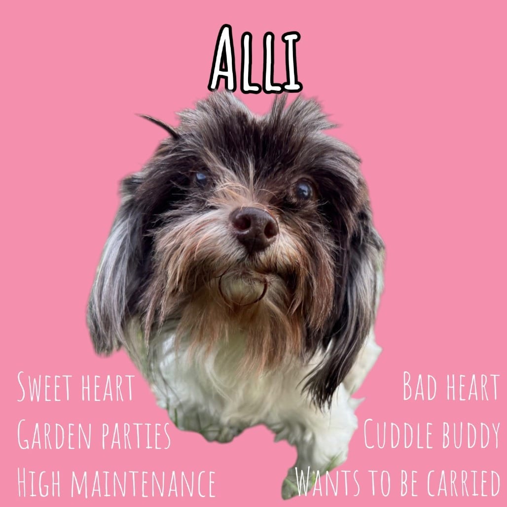 Photo of Alli, adoptable senior Mixed Breed (Small) / Terrier, Yorkshire, Yorkie in Pennellville, New York