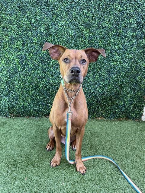Photo of Presley, adoptable senior Vizsla in Naples, Florida