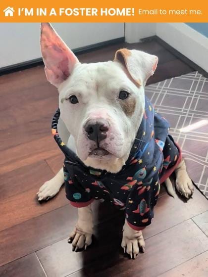 Photo of Waffle Fry, adoptable senior dog in Baltimore, Maryland