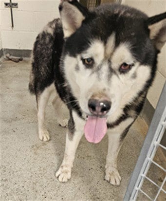 Photo of Balto, adoptable senior Siberian Husky in Los Angeles, California