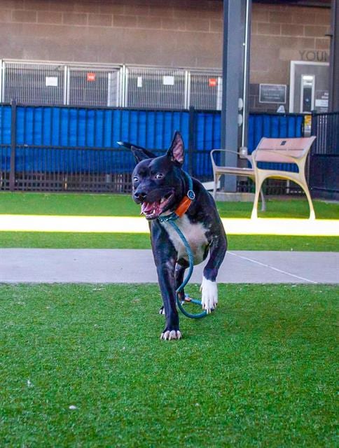 Photo of Goose, adoptable senior Pit Bull Terrier in Waco, Texas