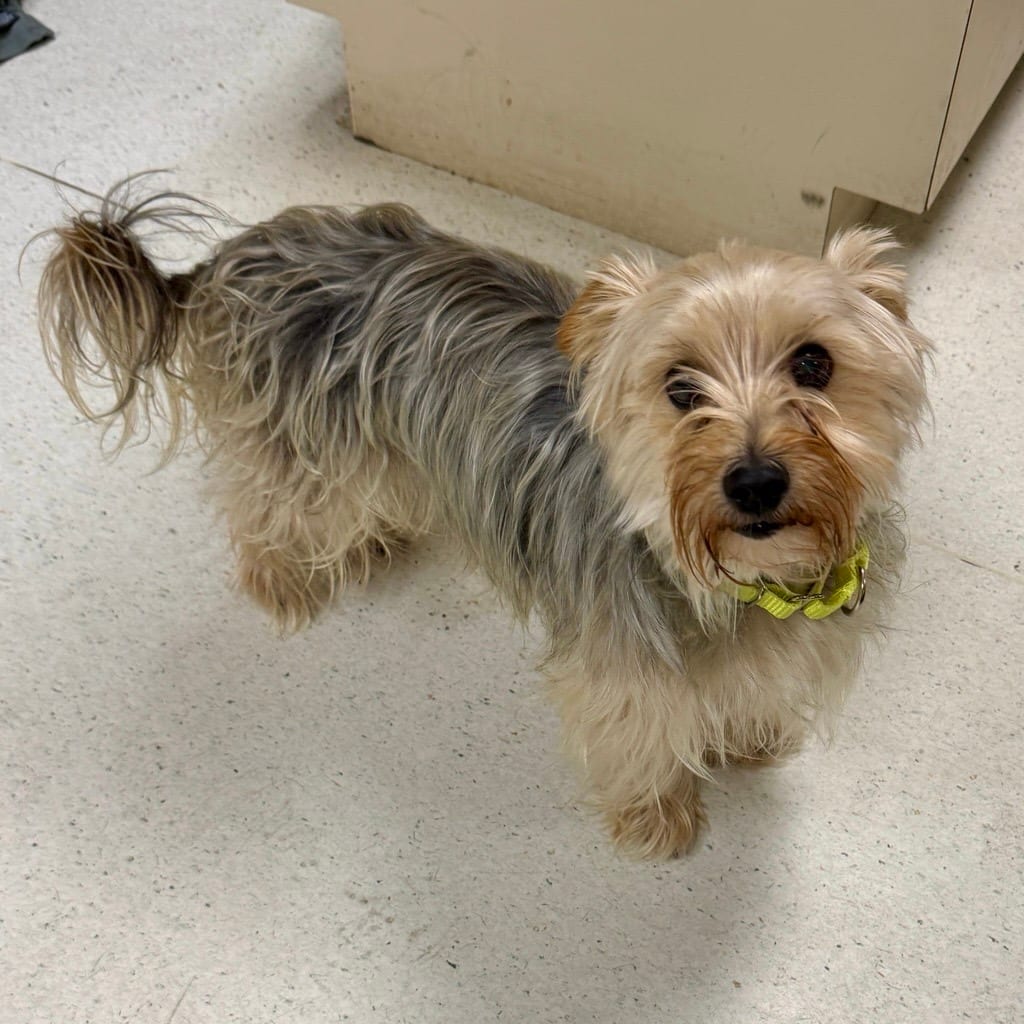 Photo of Amoeba, adoptable senior Terrier, Yorkshire, Yorkie in Baltimore, Maryland