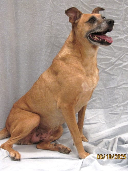 Axl, adoptable senior Terrier in Conroe, TX