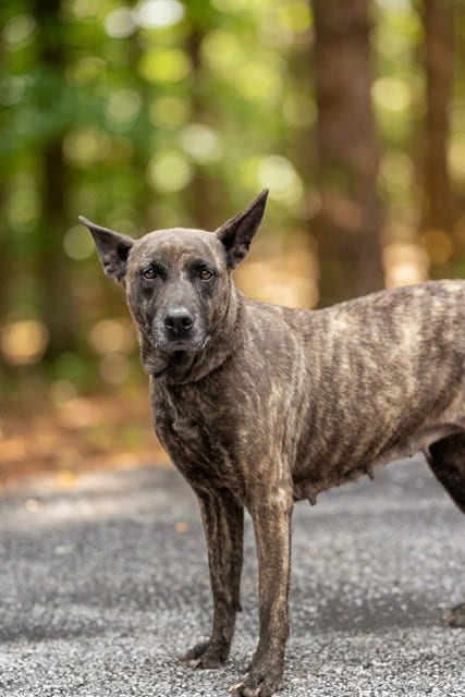 Photo of Bella, adoptable senior Belgian Shepherd Malinois in Belleville, Illinois