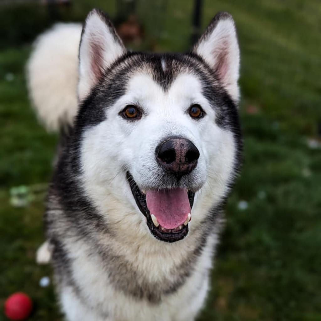 Photo of Rocky, adoptable senior Malamute, Alaskan in Waynesboro, Pennsylvania