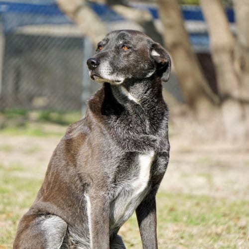 Banjo, adoptable senior Border Collie in Gun Barrel City, TX