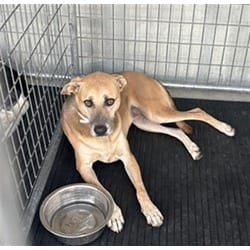 Photo of Lacy, adoptable senior American Pit Bull Terrier in Lancaster, California