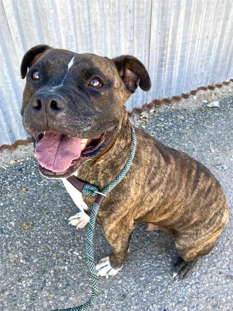 Photo of Kingston, adoptable senior Staffordshire Bull Terrier in Albuquerque, New Mexico