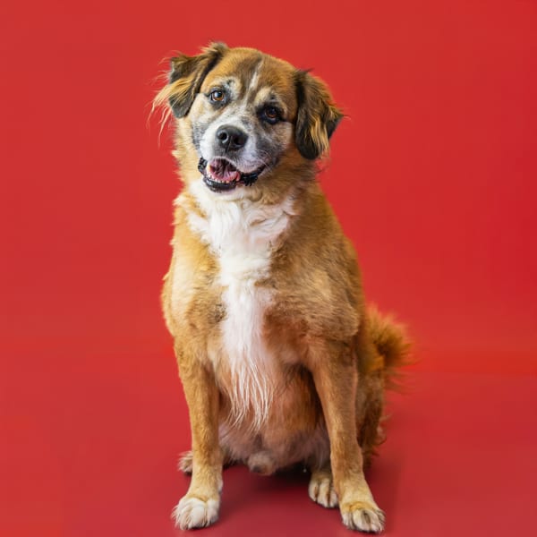 Photo of Parker, adoptable senior Labrador Retriever cross in Lawrenceville, Georgia