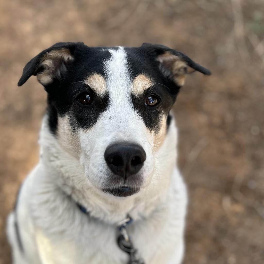 Photo of Indie, adoptable senior Cattle Dog in Kanab, Utah
