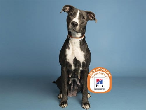 Photo of Hummus, adoptable senior American Pit Bull Terrier in Phoenix, Arizona