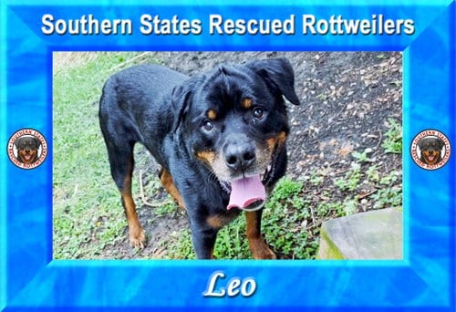 Photo of Leo, adoptable senior Rottweiler in White Hall, Arkansas