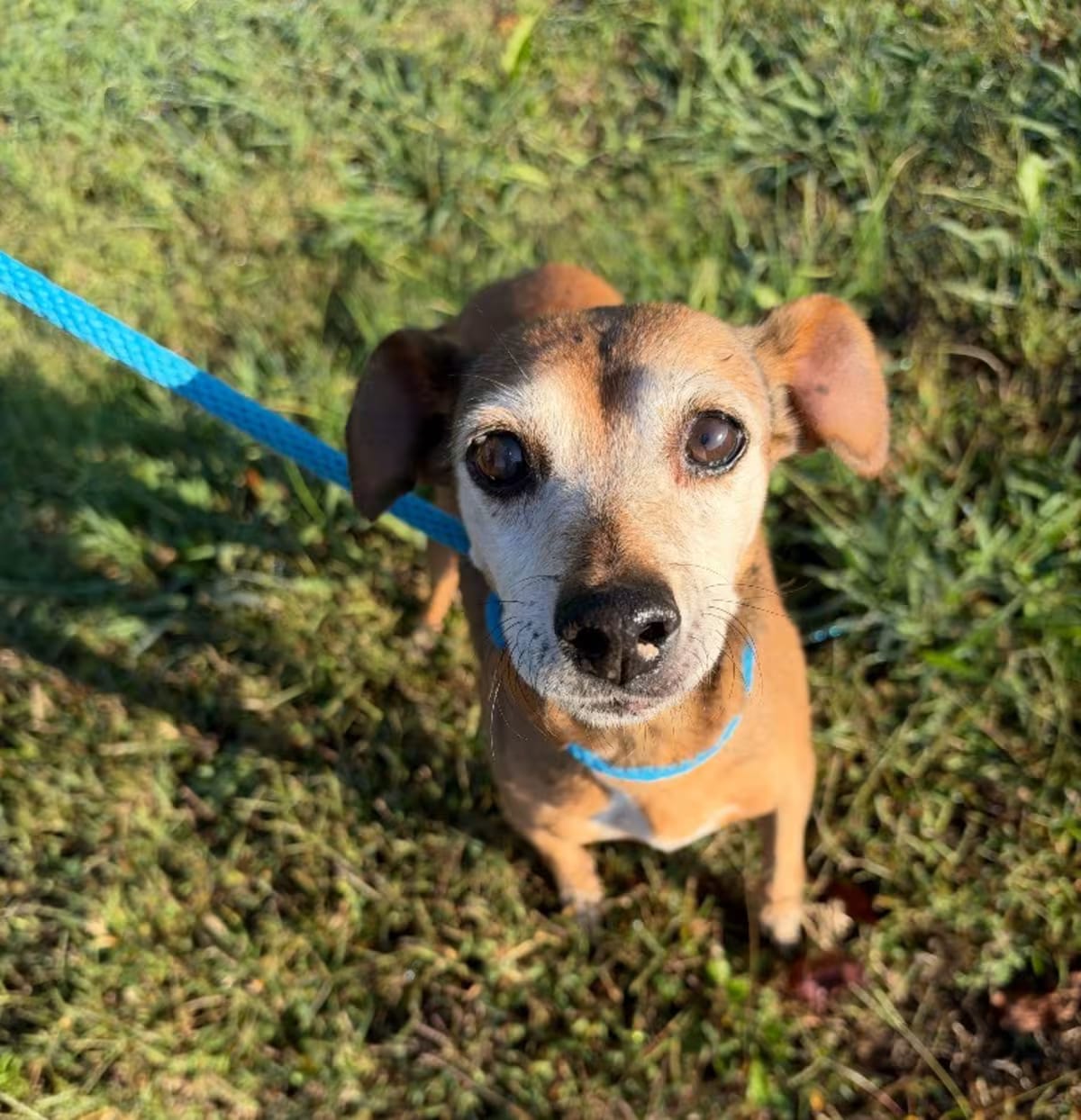 Photo of Bessie, adoptable senior Chihuahua/Affenpinscher in Chickamauga, Georgia