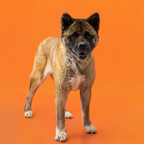 Photo of Jupiter Hw+, adoptable senior Akita cross in Lawrenceville, Georgia