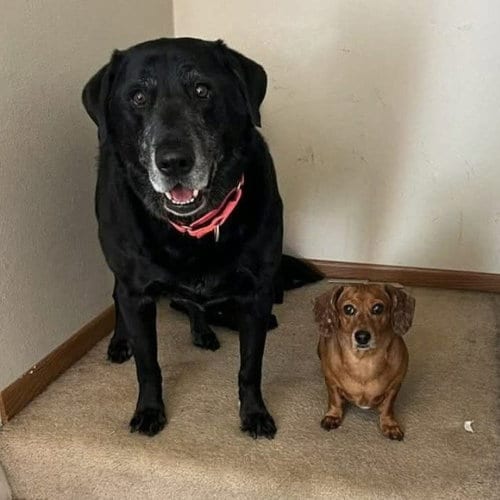 Photo of Chase / Maci, adoptable senior Labrador Retriever in St. Paul, Minnesota