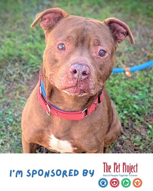 Photo of Mervin, adoptable senior American Staffordshire Terrier in Fort Lauderdale, Florida