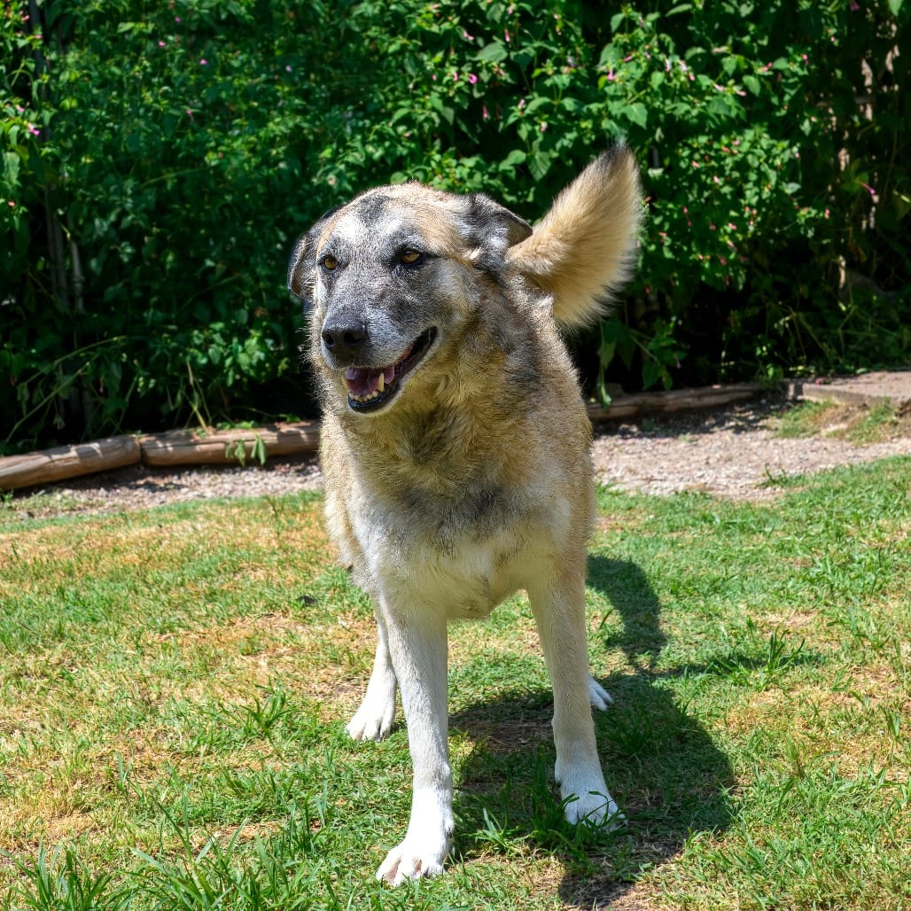 Photo of Samson, adoptable senior Shepherd, German / Mix in Weatherford, Texas