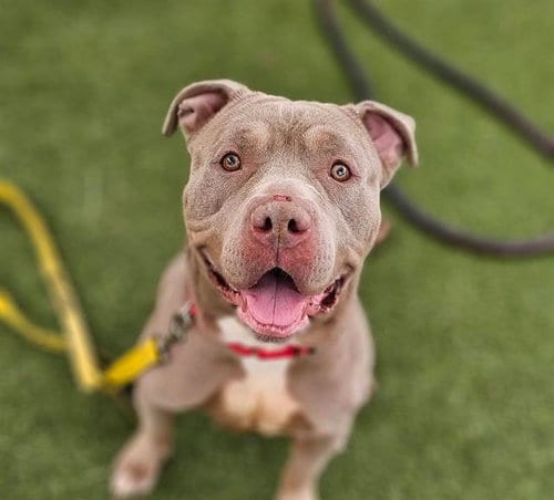Photo of Kita, adoptable senior Pit Bull Terrier in Las Vegas, Nevada