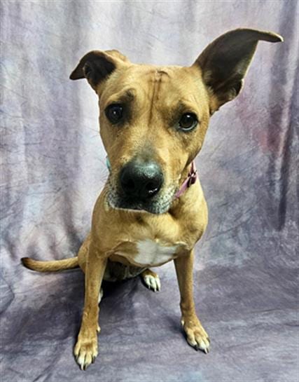 Photo of Lola, adoptable senior Australian Cattle Dog/Blue Heeler in Frisco, Colorado