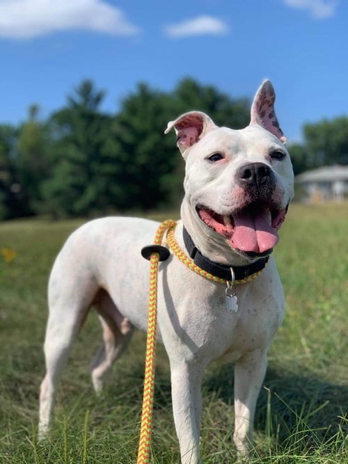 Dodger, adoptable senior Staffordshire Bull Terrier in Cedar Rapids, IA