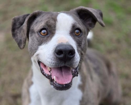 Luna, adoptable senior Catahoula Leopard Dog in Anniston, AL