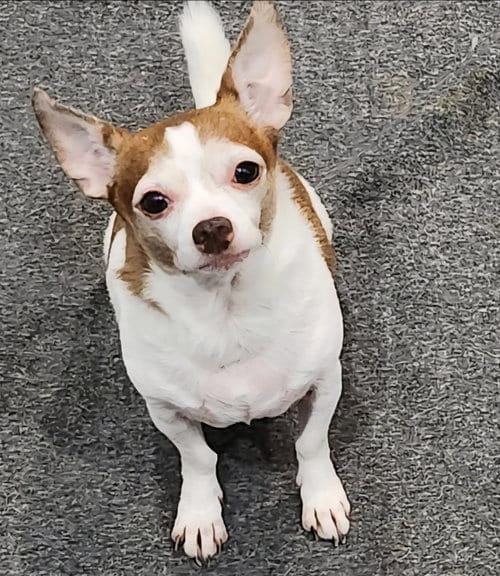 Photo of Lucky, adoptable senior Chihuahua in Weston, Florida