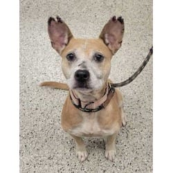 Photo of Sugar Lee Thompkins, adoptable senior Mixed Breed (Medium) in Kansas City, Missouri
