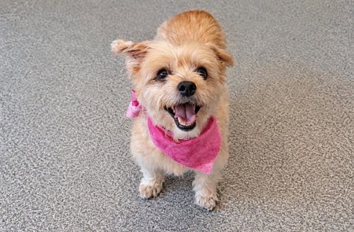 Photo of Bella, adoptable senior Cocker Spaniel in Orange, California