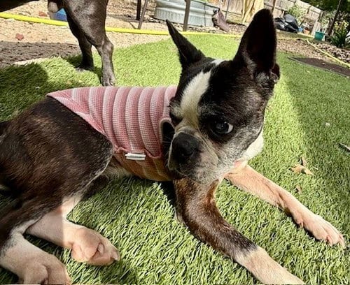 Photo of Lulu, adoptable senior Boston Terrier in Plano, Texas