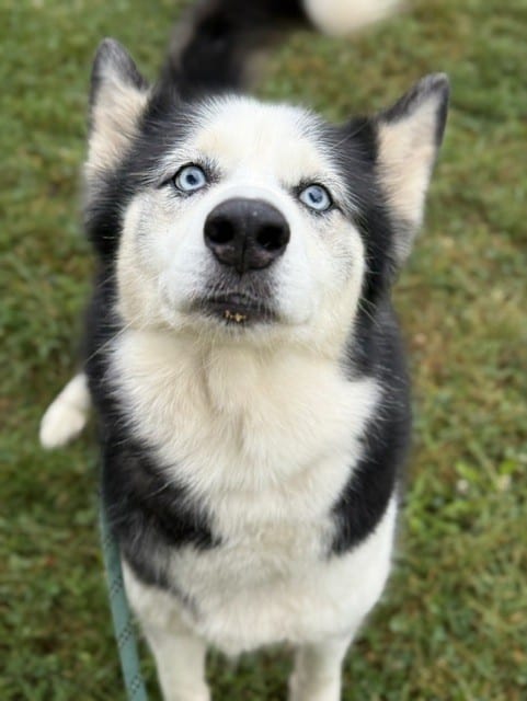 Photo of Parisha, adoptable senior Siberian Husky in Chicago, Illinois