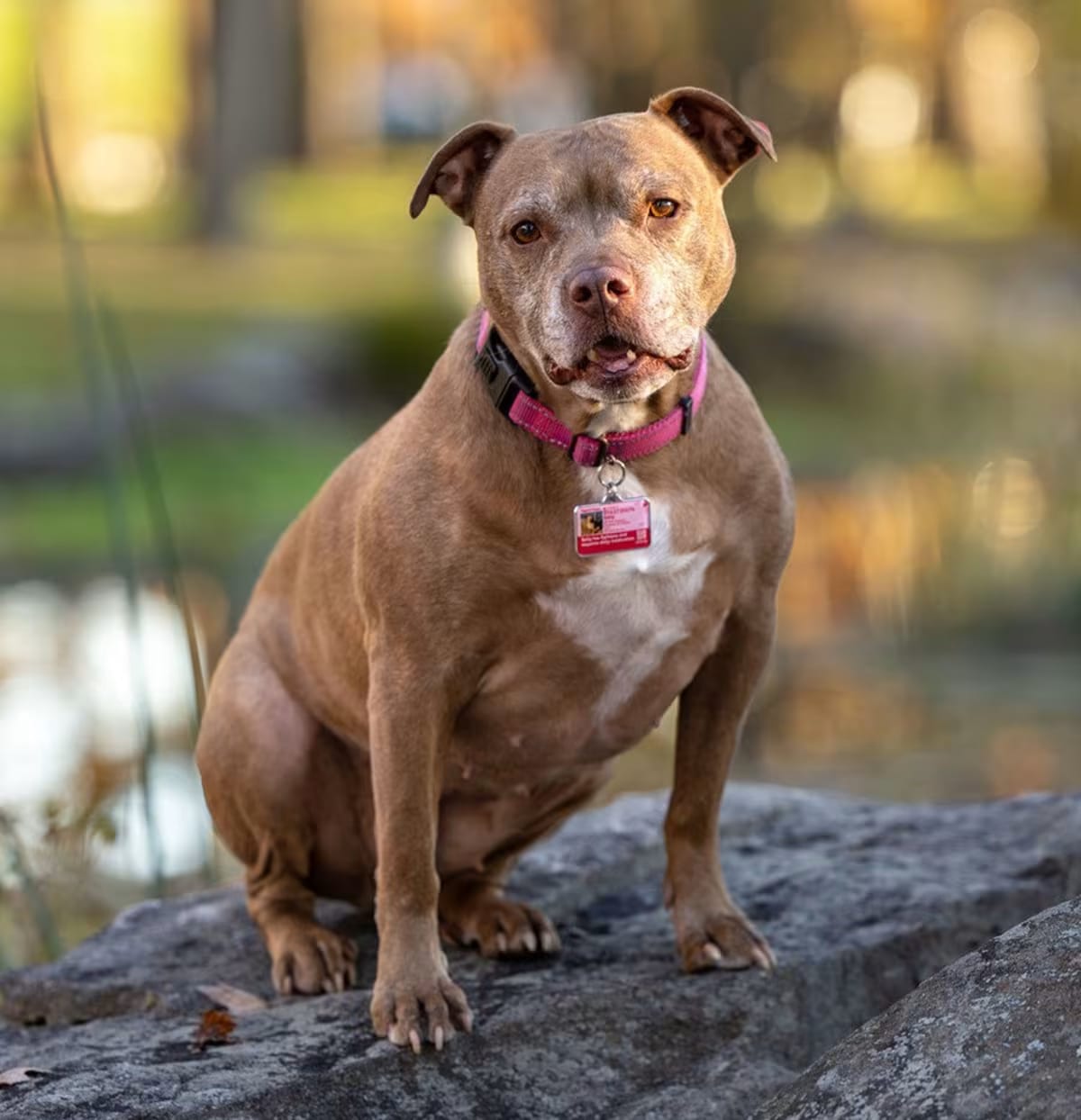 Photo of Sally - 23226, adoptable senior Pit Bull Terrier in Armonk, New York
