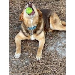 Photo of Snickers, adoptable senior German Shepherd Dog in Irmo, South Carolina