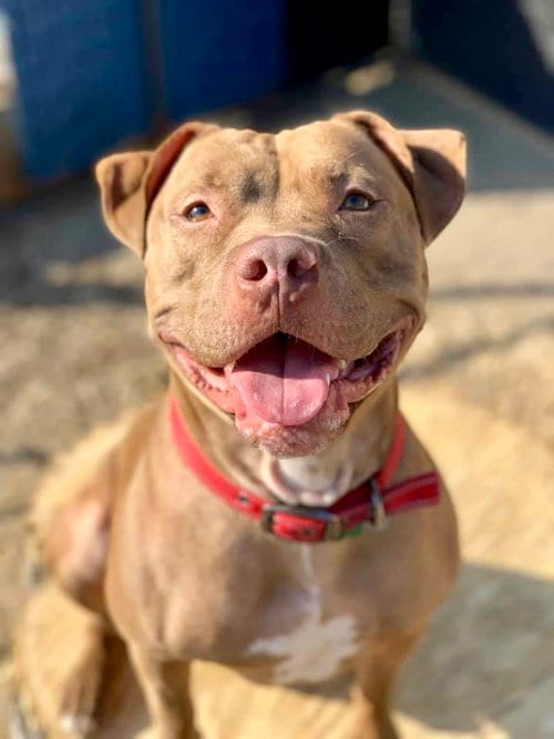 Diesel, adoptable senior American Staffordshire Terrier in Cedar Rapids, IA