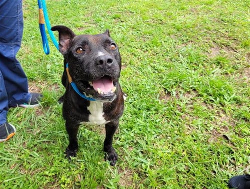 RUDY, adoptable senior Pit Bull Terrier in Green Cove Springs, FL