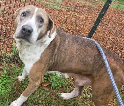 Photo of Walter: At shelter, adoptable senior Pit Bull Terrier in Rustburg, Virginia