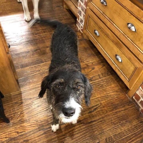 Photo of Gravy, adoptable senior Poodle (Standard) in Whitewright, Texas
