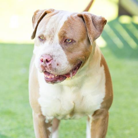 Photo of Rocko, adoptable senior Pit Bull Terrier in Camarillo, California