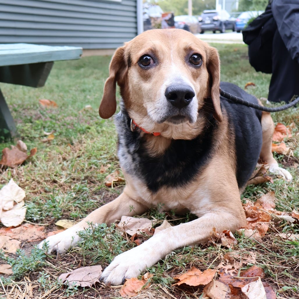 Photo of Vince, adoptable senior Mixed Breed (Medium) in St. Charles, Missouri