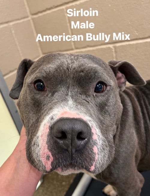 Photo of Sirloin, adoptable senior Terrier in Burnsville, North Carolina