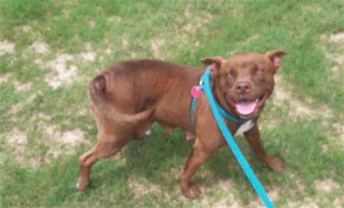 LADY TREMAINE, adoptable senior Labrador Retriever in Green Cove Springs, FL