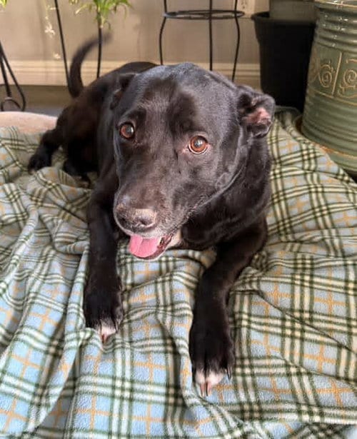 Photo of Harli (Bonded to Bear), adoptable senior Unknown breed in Petaluma, California