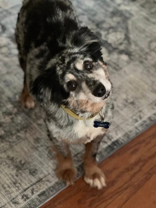 Photo of Finn, adoptable senior Australian Shepherd in Lakemont, Georgia