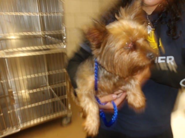 Photo of Candy, adoptable senior Yorkshire Terrier in Chicago, Illinois