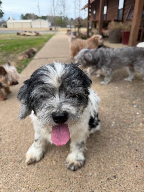 Photo of Cookie, adoptable senior Cocker Spaniel in Shreveport, Louisiana
