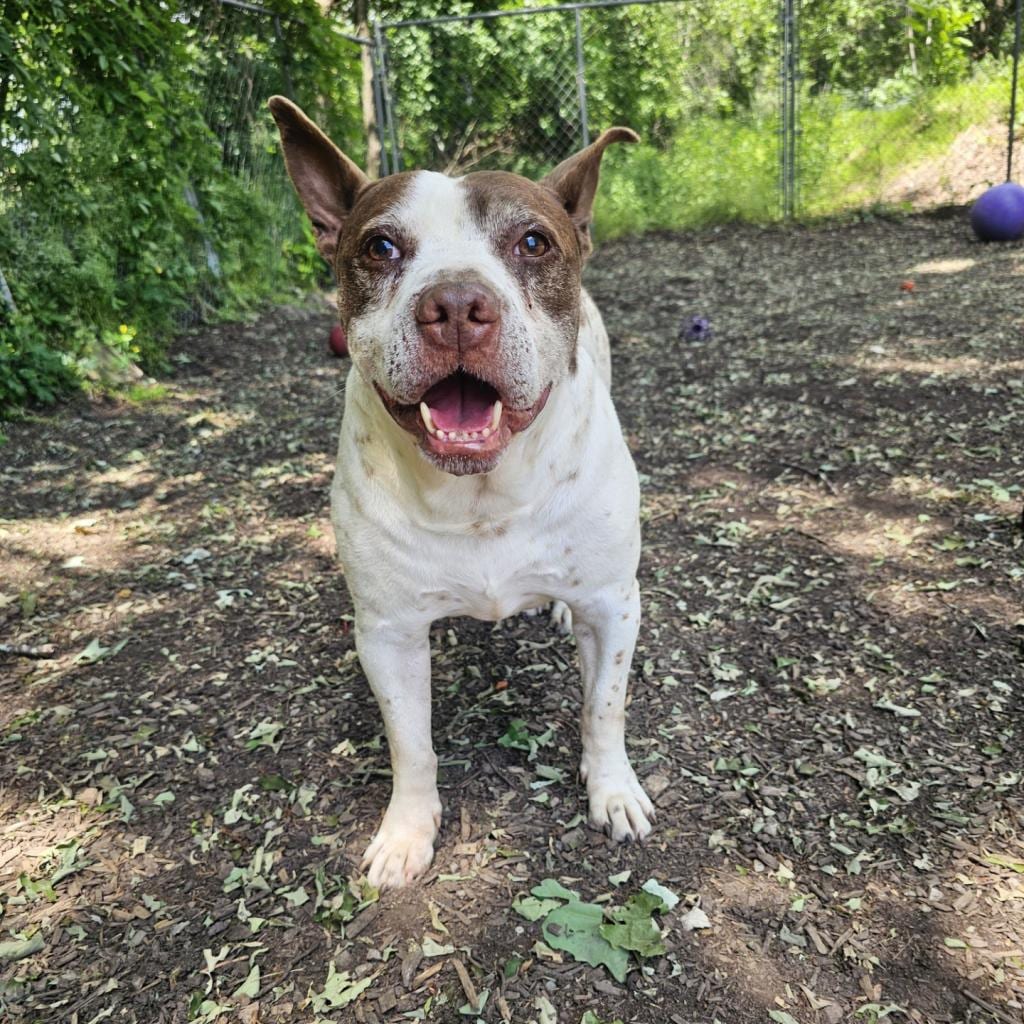 Photo of Gump, adoptable senior Terrier, Pit Bull / Mix in Middletown, New York