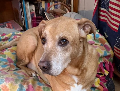 Brewer, adoptable senior Labrador Retriever in Wheaton, IL