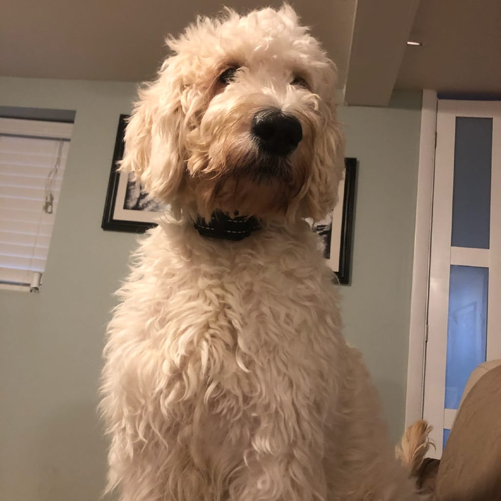 Photo of Mika - Home to Home, adoptable senior Retriever, Golden / Poodle, Standard in South Elgin, Illinois
