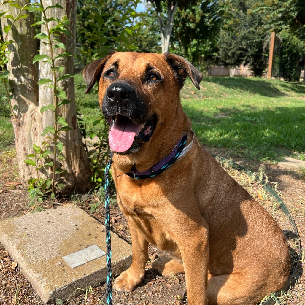 Photo of Stephanie, adoptable senior Mixed Breed (Medium) in Houston, Texas