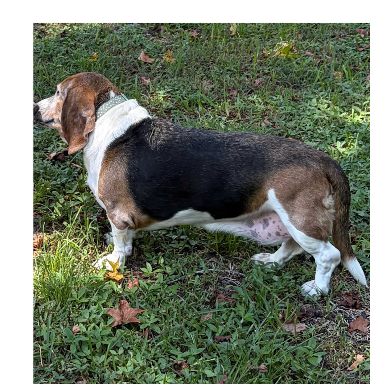 Photo of Leia, adoptable senior Basset Hound in Auburndale, Florida