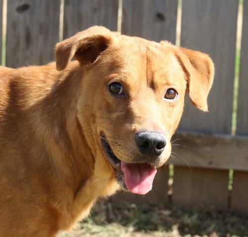 Deuce, adoptable senior Black Mouth Cur in Jackson, MS